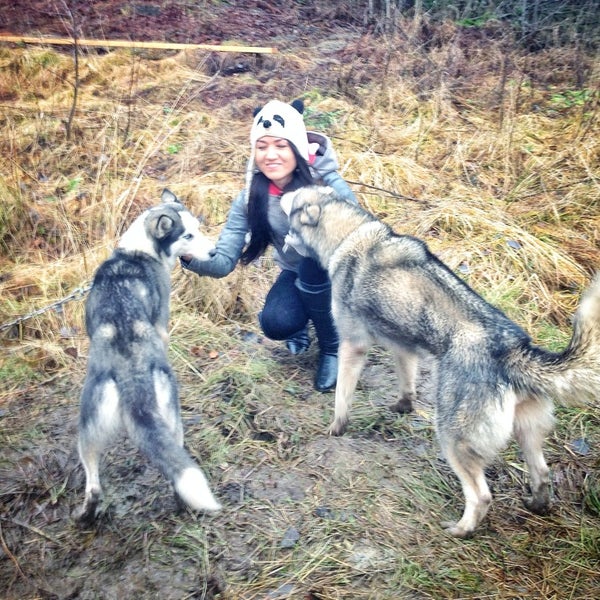 Этномир хаски. Фабрика хаски архангельская. Хаски в архангельске. Ферма хаски архангельск. Хаски архангельск.
