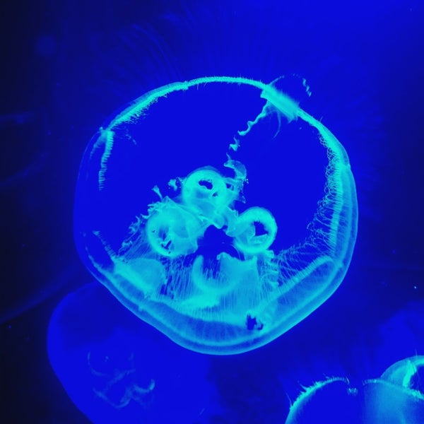 Portland Aquarium 18 tips from 570 visitors