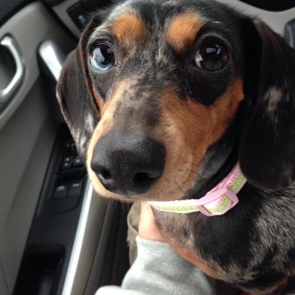 Photos at PetSmart Raleigh, NC