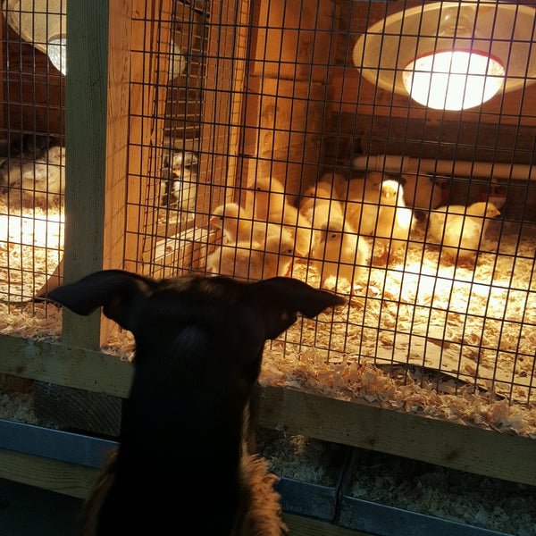 Escondido Feed And Pet Supply Pet Supplies Store in Central Escondido