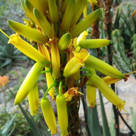Photos At Botanischer Garten Botanical Garden In Munchen
