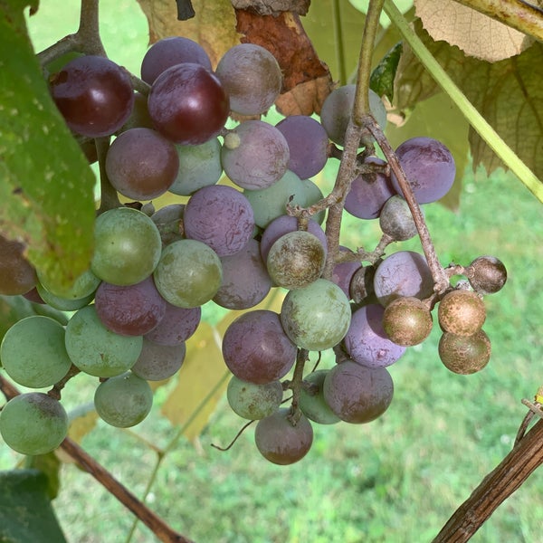 Foto tirada no(a) Hunt Country Vineyards por Jasmin B. em 9/1/2019