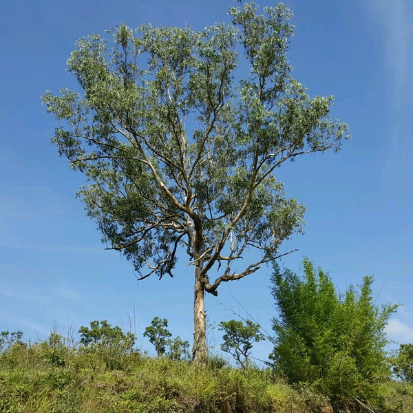 Resultado de imagem para parque estadual do juquery