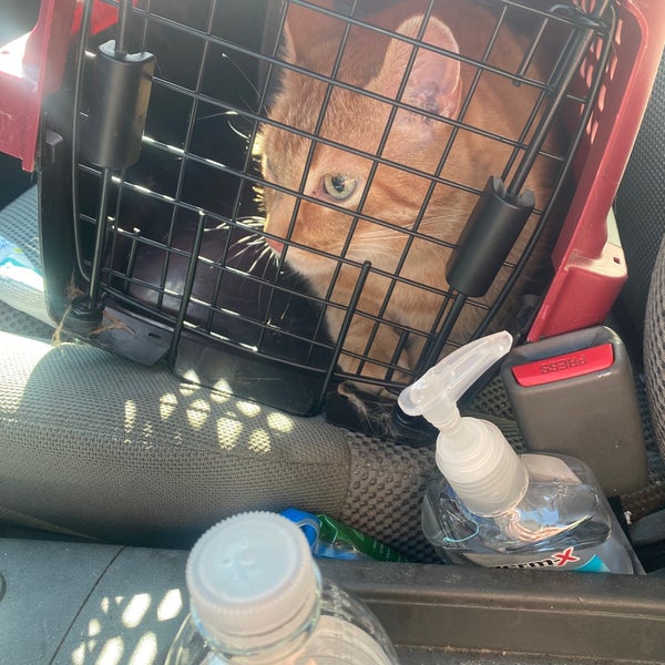 St. Louis Cat Clinic St Louis, MO