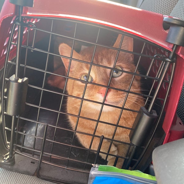 St. Louis Cat Clinic St Louis, MO