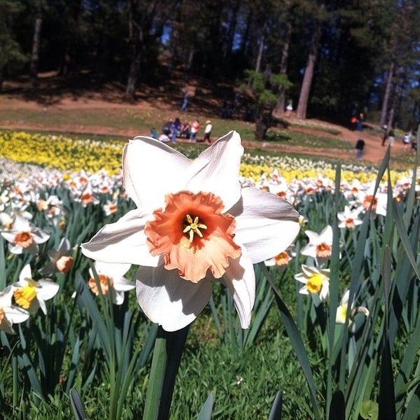 Daffodil Hill Volcano, CA