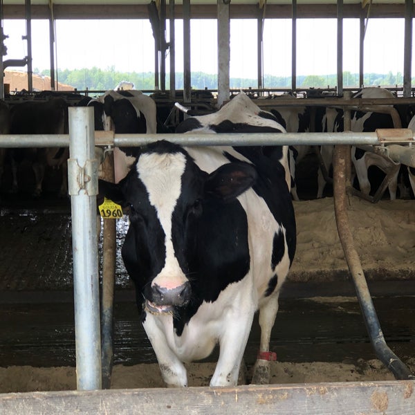 Marieke Gouda Cheese Farm Thorp, WI