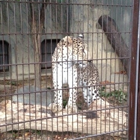 Fotos En 東山動物園 ペルシャヒョウ 千種区 0 Tips Fotos En 東山動物園 ペルシャヒョウ 千種区 0 Tips