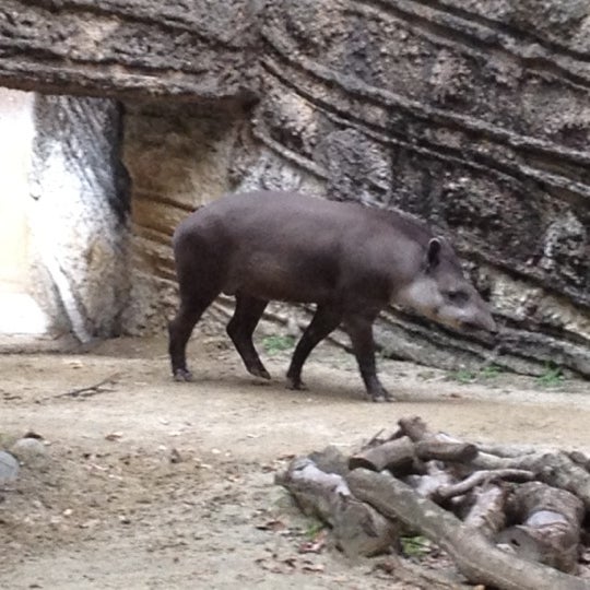 Fotos En 東山動物園 ブラジルバク 千種区 0 Tips