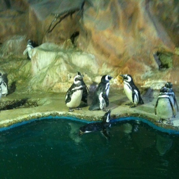 Veja os Pinguins!