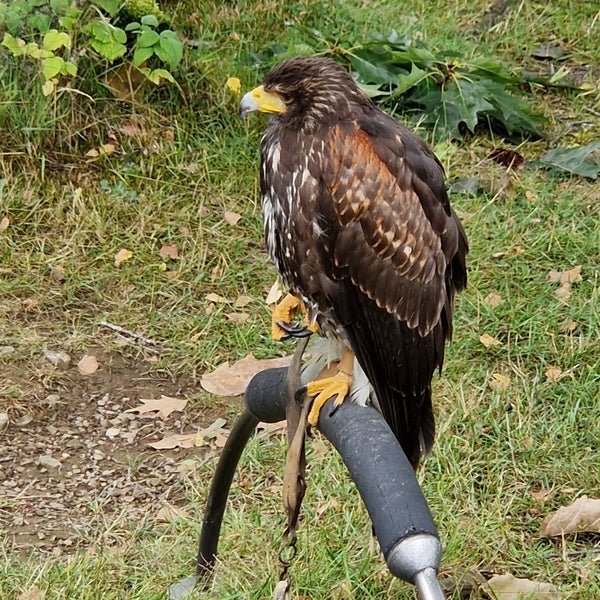 Greifvogelstation & Wildfreigehege Hellenthal 6 tips