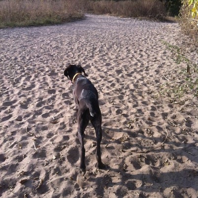 Photos at Rice Creek Dog Park Dog Park in Saint Paul