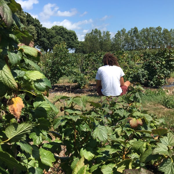 Cat And Fiddle Strawberry Fields Strawberry Picking