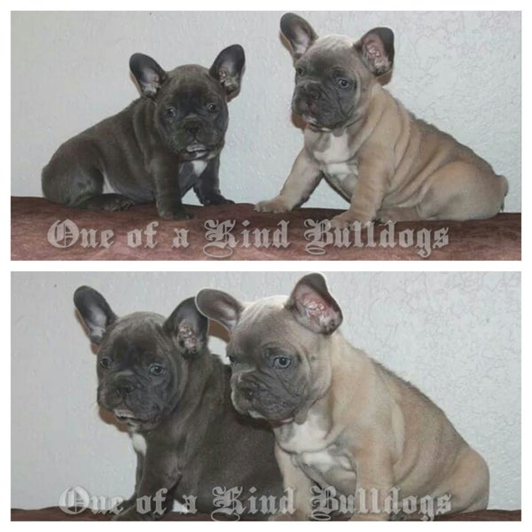 Quality pups, lifetime guarantee, free spay/neuter, full vaccines, local rescue, and open to public 365 days a year :-) www.OneofaKindBulldogs.com
