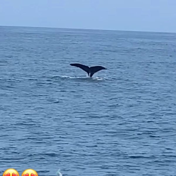 8/17/2021 tarihinde WAziyaretçi tarafından Condor Express Whale Watching'de çekilen fotoğraf