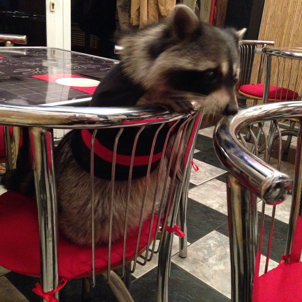 Ролл енот. Роллы армавир. Султ вок сеты ростов. Ролл енот. Чучулька.