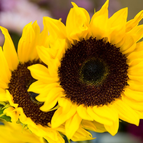 Karen's Flower Shoppe Cairo, NY
