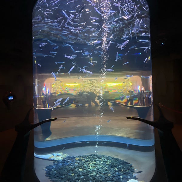 รูปภาพถ่ายที่ The Lost Chambers Aquarium โดย Siamak M. เมื่อ 1/2/2024