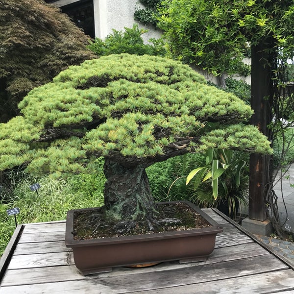 National Bonsai and Penjing Museum бонсай на Камне
