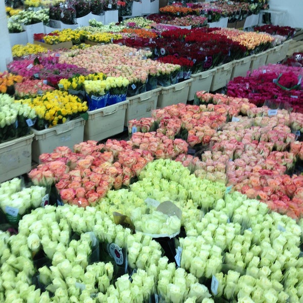 Суккуленты Блэк баккара