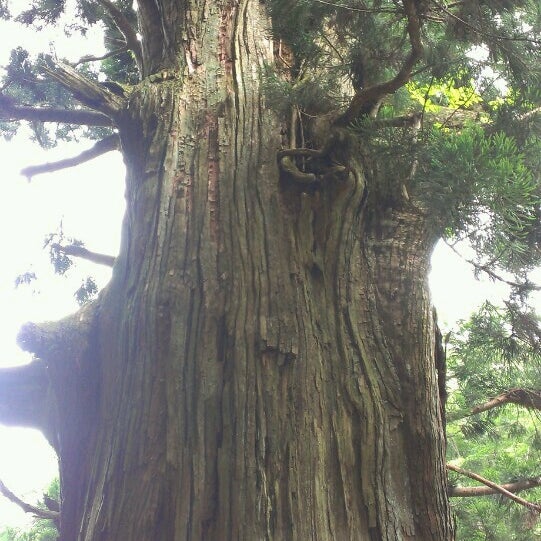 Photos At 矢立の杉 黒野田 大月市 山梨県 Photos At 矢立の杉 黒野田 大月市 山梨県