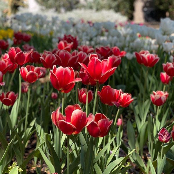 Foto tomada en Descanso Gardens  por Aileen A. el 4/3/2021