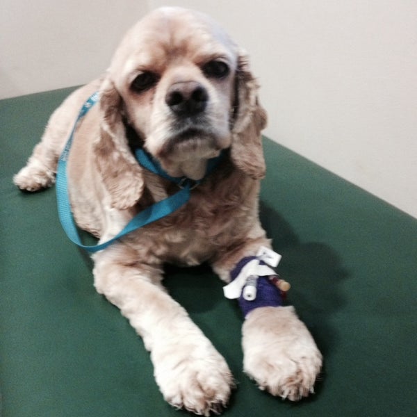 Michigan Veterinary Specialists Veterinarian in Southfield