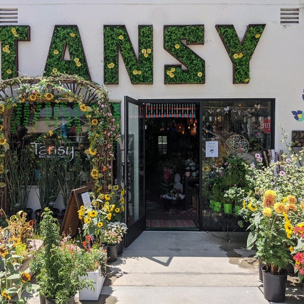 Tansy