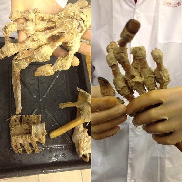 Анатомия животных ученые. Кафедра анатомии животных. Музей прикладного искусства (кёльн). Патологоанатом профессия. Кличка профессор климов.