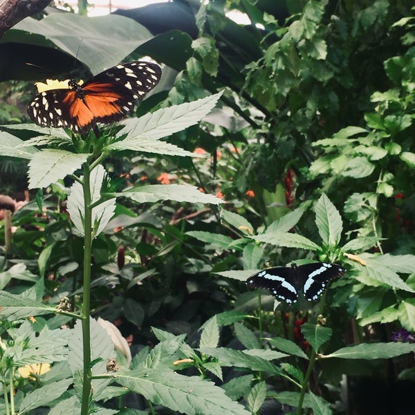 Photo taken at Mariposario de Benalmádena - Benalmadena Butterfly Park by Lisa D. on 7/27/2019
