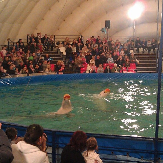 Есть ли дельфинарий в волгограде?. Дельфинарий в волгограде расписание. Дельфинарий белгород. Дельфинарий в севастополе представление. Дельфинарий в волгограде расписание.