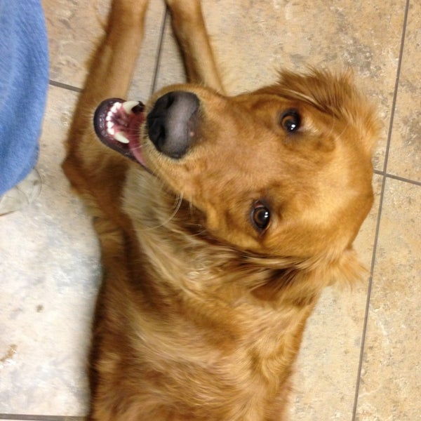 Foto diambil di All Pets Animal Hospital &amp; 24 Hour Emergency Care oleh Emily S. pada 3/16/2013