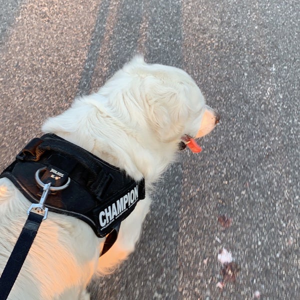 senaxy dog harness