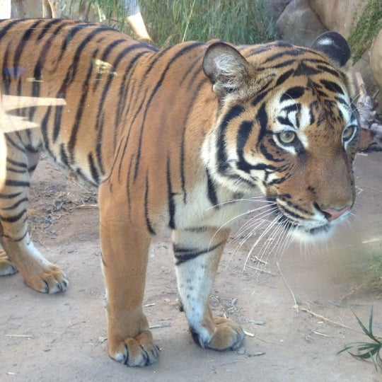 Photo taken at El Paso Zoo by Joseph S. on 11/19/2012