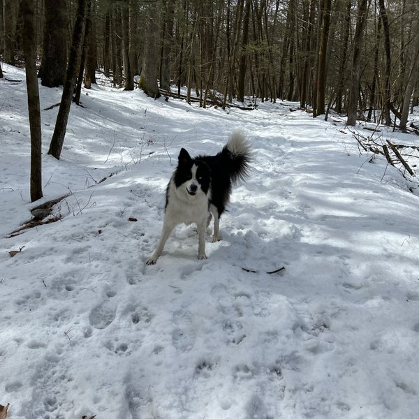 3/12/2023 tarihinde Allison C.ziyaretçi tarafından Mohonk Preserve'de çekilen fotoğraf