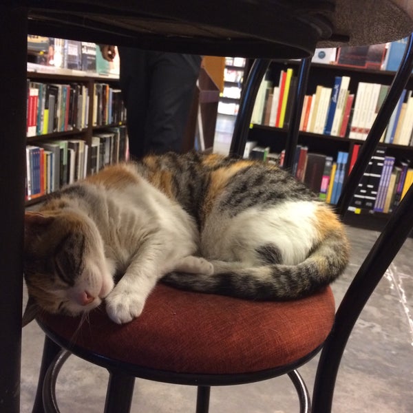 Libros y un gato. No necesito más que eso.