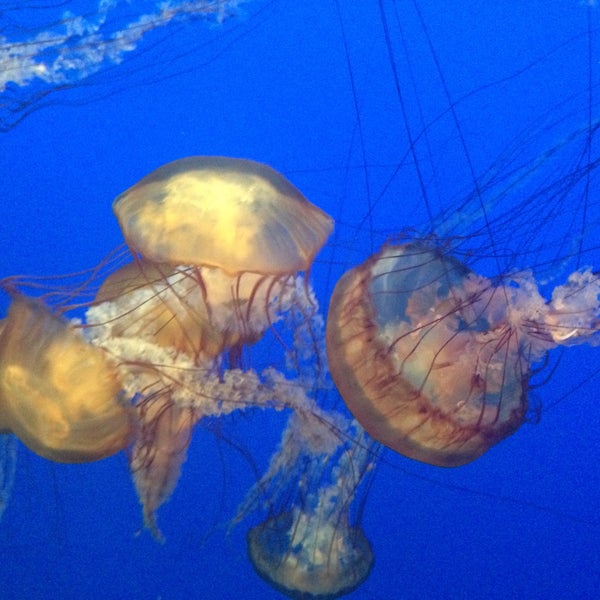Photo taken at Monterey Bay Aquarium by Fabiana P. on 6/8/2015