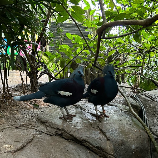 1/1/2024に昊天 柴.がシンガポール動物園で撮った写真