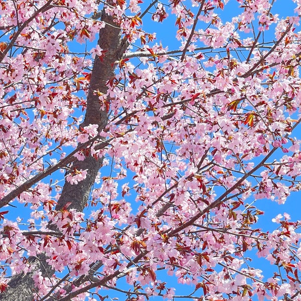 Photos At 桜ざか駐車公園 登別市 北海道 Photos At 桜ざか駐車公園 登別市 北海道