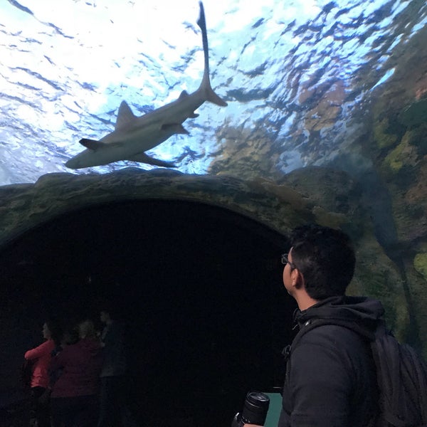 12/27/2017 tarihinde Gigi P.ziyaretçi tarafından Ripley&#39;s Aquarium'de çekilen fotoğraf