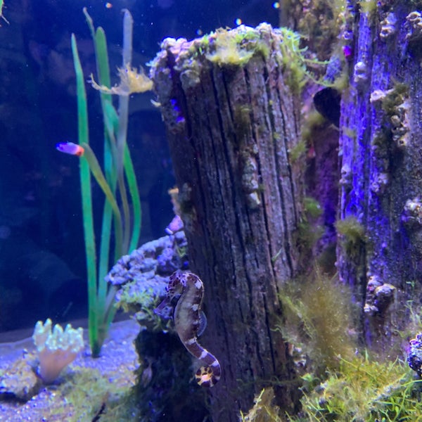Снимок сделан в Long Island Aquarium &amp; Exhibition Center (Atlantis Marine World) пользователем Mary Ann P. 2/9/2020