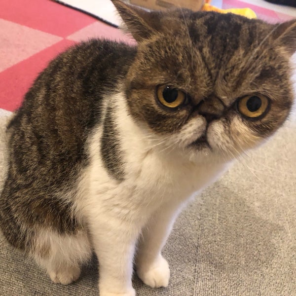 Photos At 麻生 猫カフェ 福猫茶房 北区北40条西5 1 39 Photos At 麻生 猫カフェ 福猫茶房 北区北40条西5 1 39