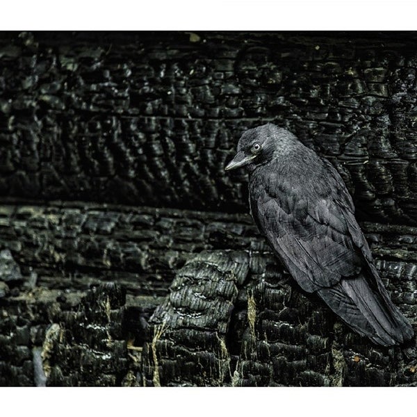 Основатель фонда галчонок. Галчонок логотип. Галчонок благотворительный фонд официальный сайт. Фонд галчонок. Галчонок благотворительный фонд официальный сайт.