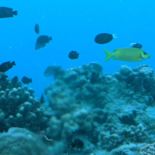 Ресторан 5 8 Undersea Restaurant