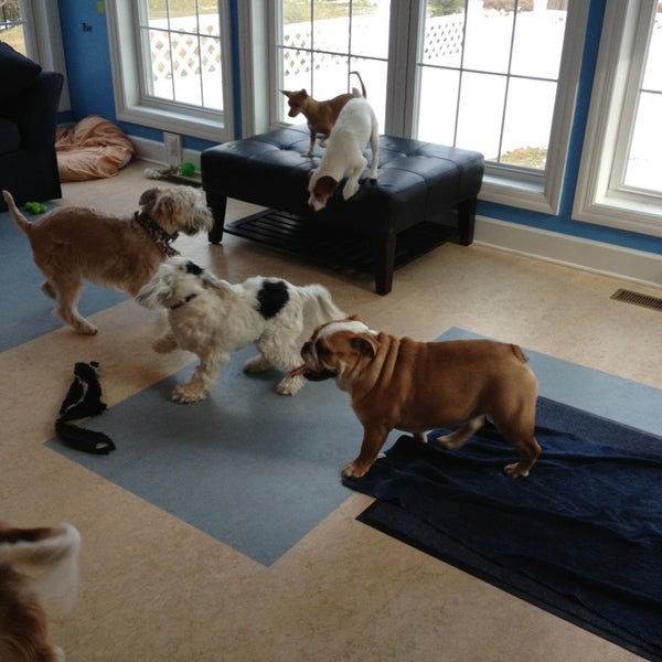 happy hounds doggy daycare