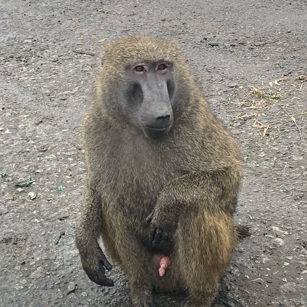 Photo taken at Knowsley Safari by Martin D. on 1/20/2019