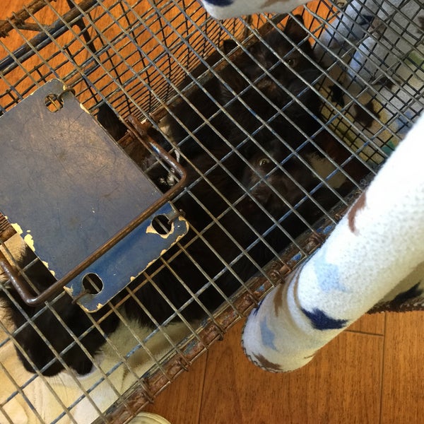 vca crocker animal hospital