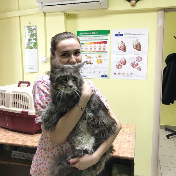 Ветеринар барнаул. "doctor pets барнаул. Ветклиника барнаул индустриальный район. 4 лапы ветеринарная клиника. Ветеринарная клиника нижний новгород пр ленина.