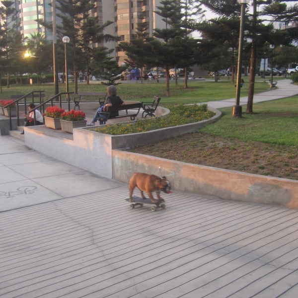 Look for the skateboarding dog. He's awesome!