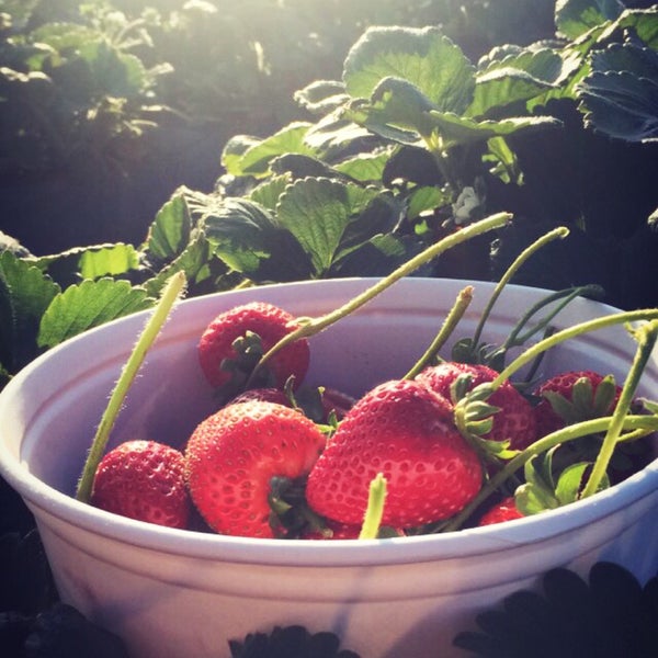 the smell of fresh strawberries is unbelievable !